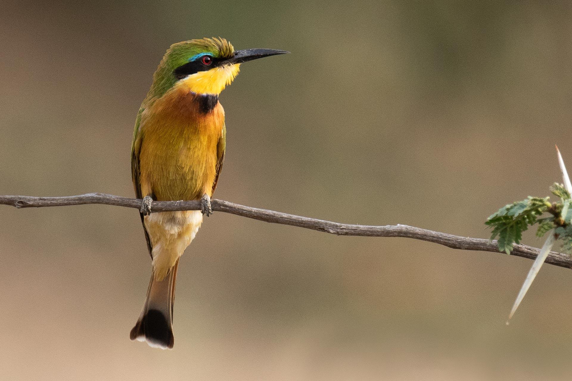 The blue-breasted bee-eater, Merops variegatus, exhibits several physically defining characteristics of the Meropidae. It has a relatively large head, short neck, bright plumage, long curved slim sharp beak and a broad black eyestripe