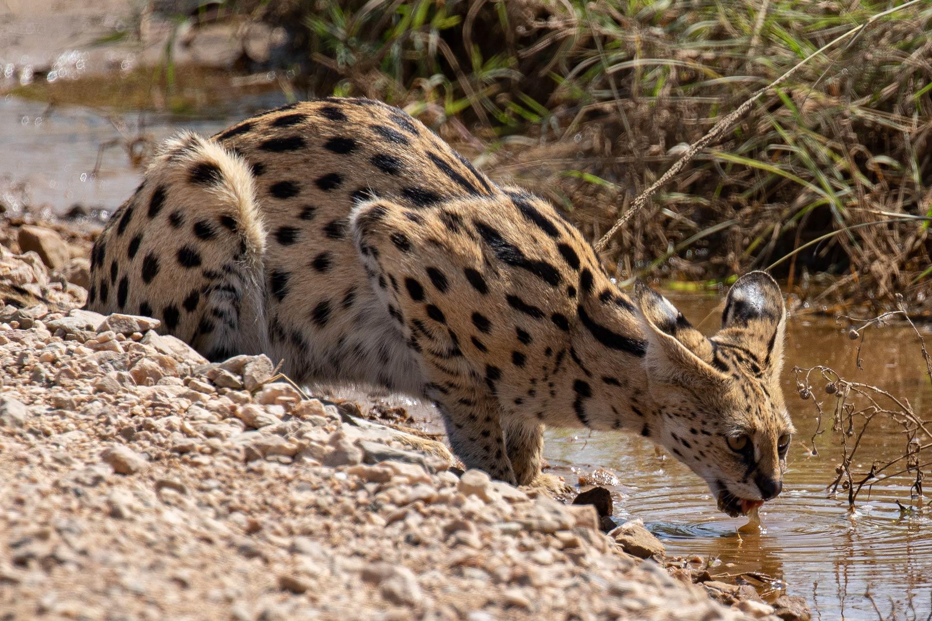 The serval (Leptailurus serval) is a wild cat native to Africa
