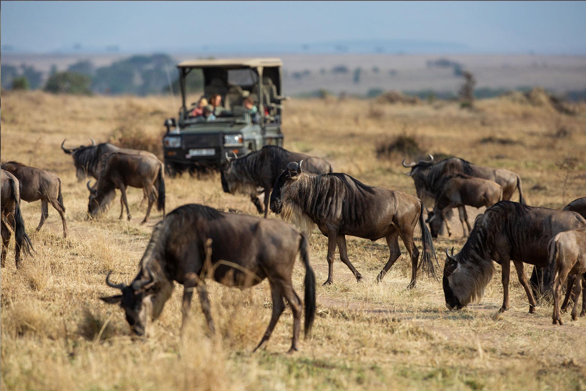 Magnificent migration crossings have been witnessed by the first guests of the Siringit Migration Camp