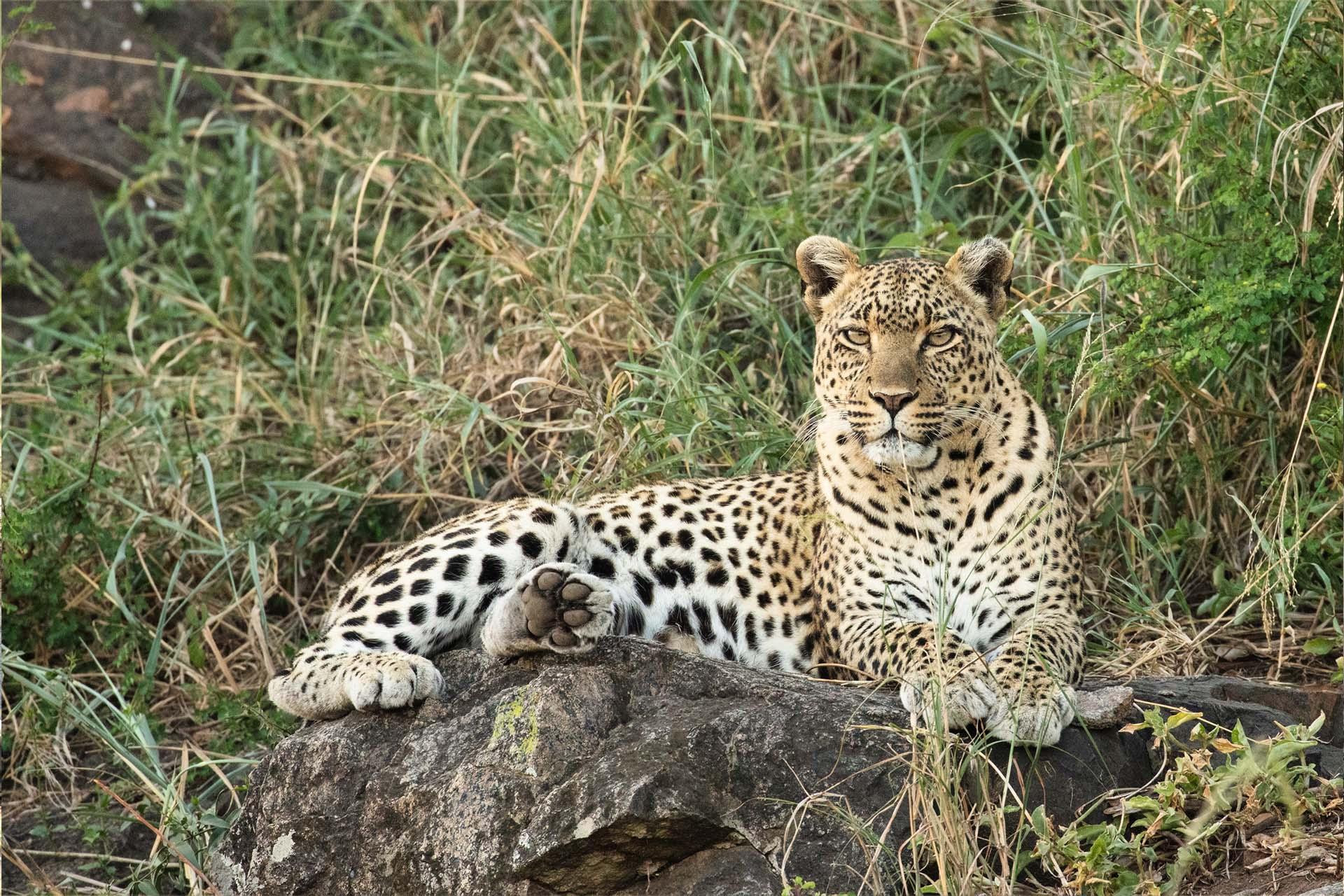 It is listed as Vulnerable on the IUCN Red List because leopard populations are threatened by habitat loss and fragmentation, and are declining in large parts of the global range\n
